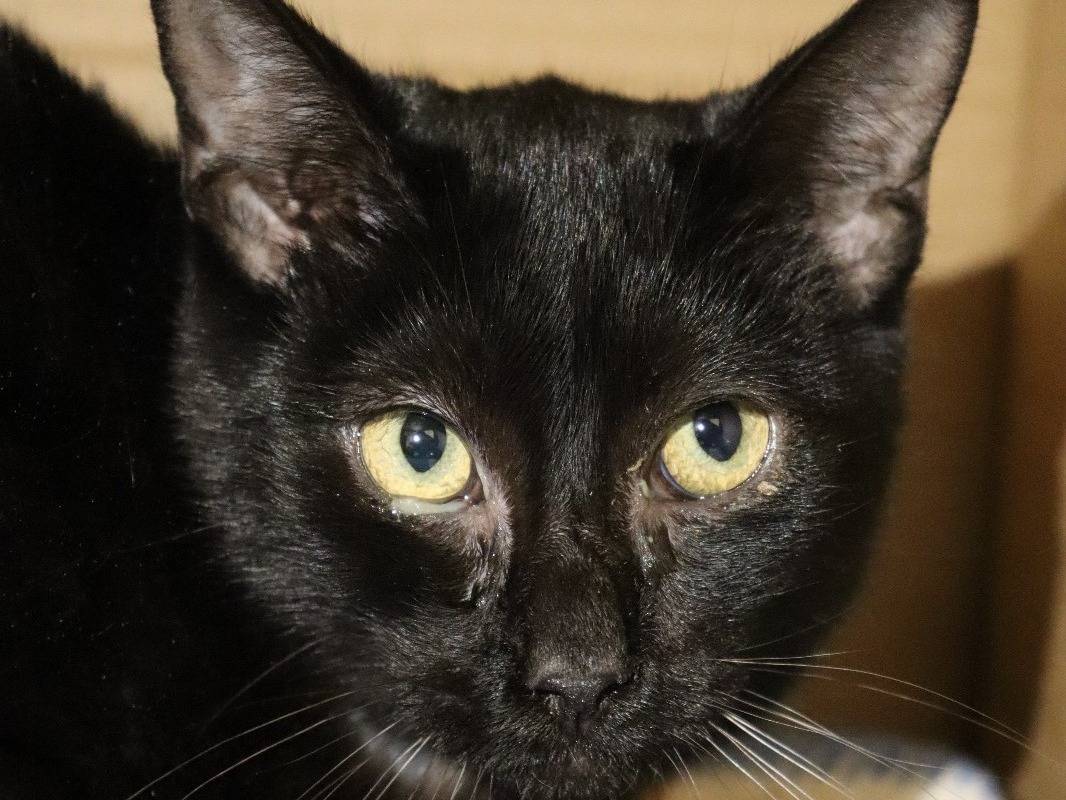 Adotta un gatto, maschio, 2 anni, Milano