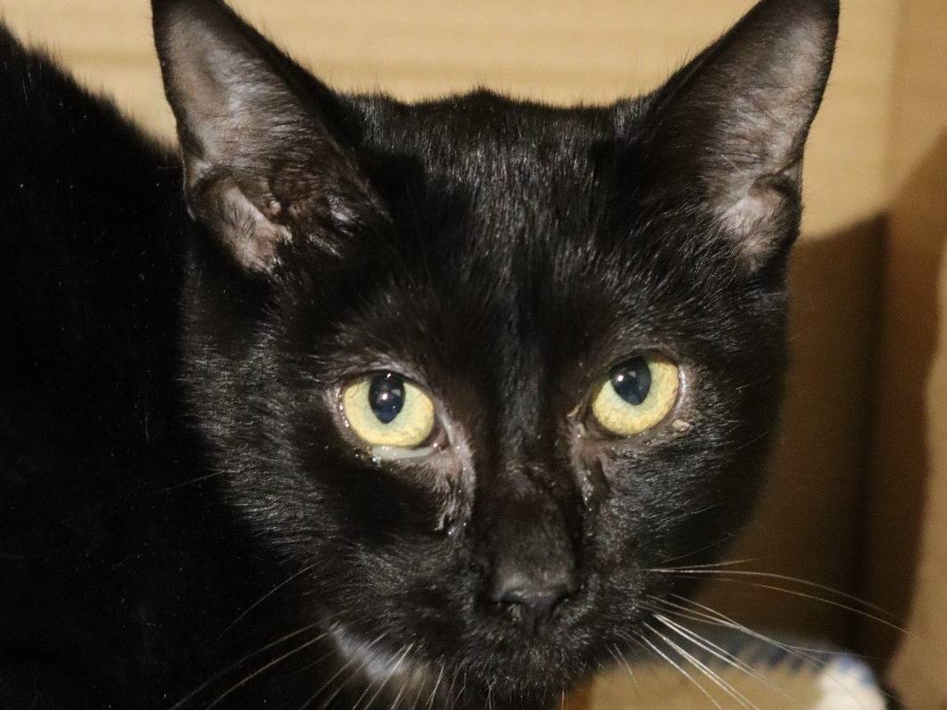 Adotta un gatto, taglia non valida, maschio, Milano