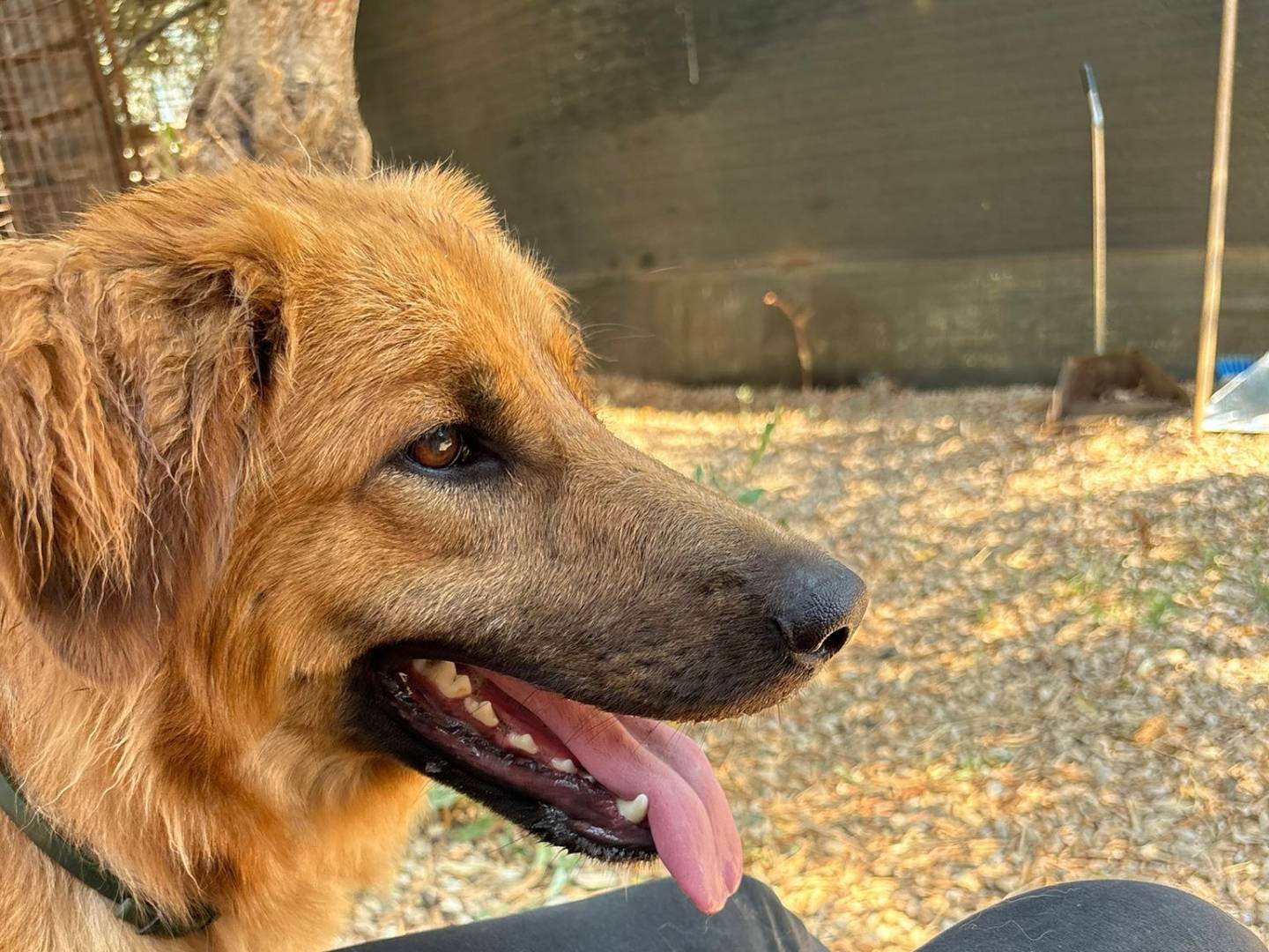 Adozione cane, femmina, Razza sconosciuta Razza sconosciuta, 8 mesi, taglia media, Palermo