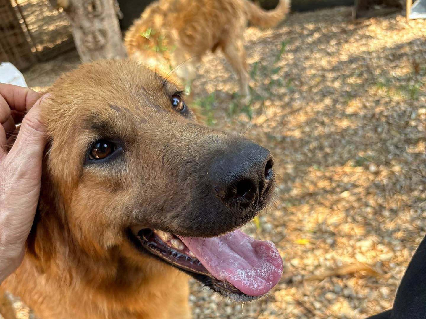 Adotta un cane, femmina, 8 mesi, Palermo