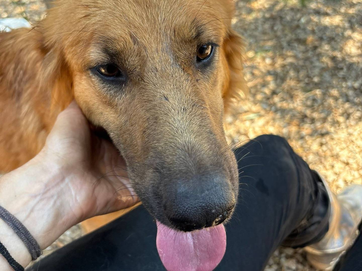 Adotta un cane, taglia media, femmina, Palermo