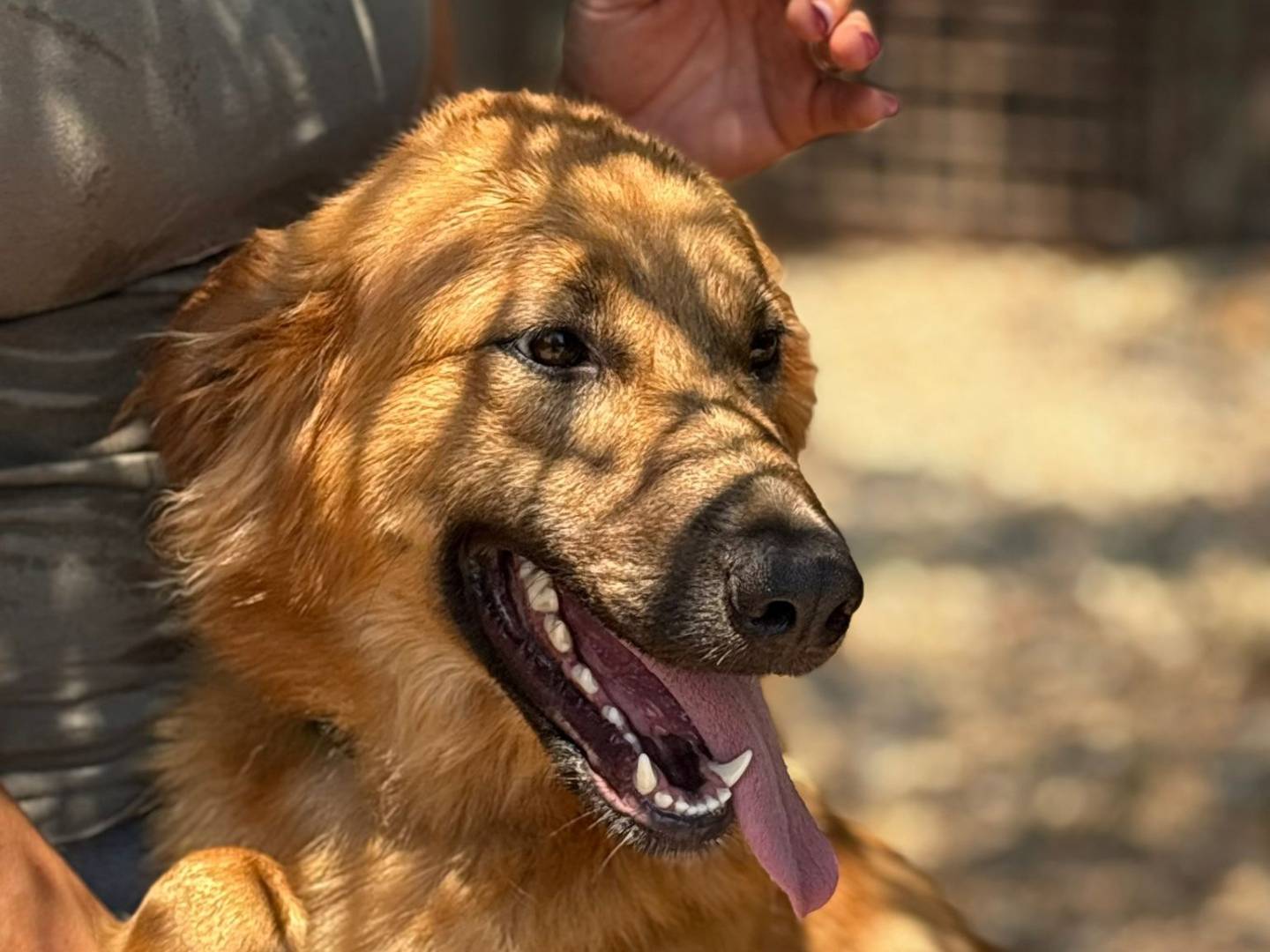 Vuoi adottare un cane a Palermo?