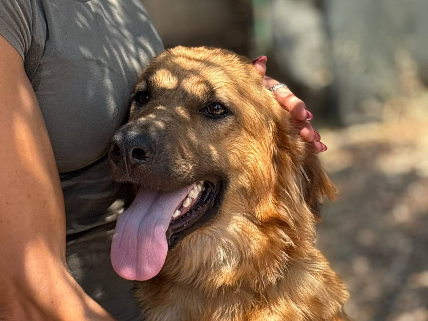 Adotta il cane NINA  a Palermo