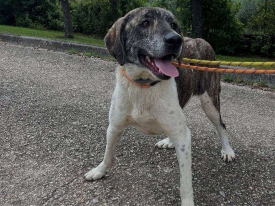 Adozione cane, femmina, Razza sconosciuta Razza sconosciuta, 2 anni e 8 mesi, taglia grande, Roma