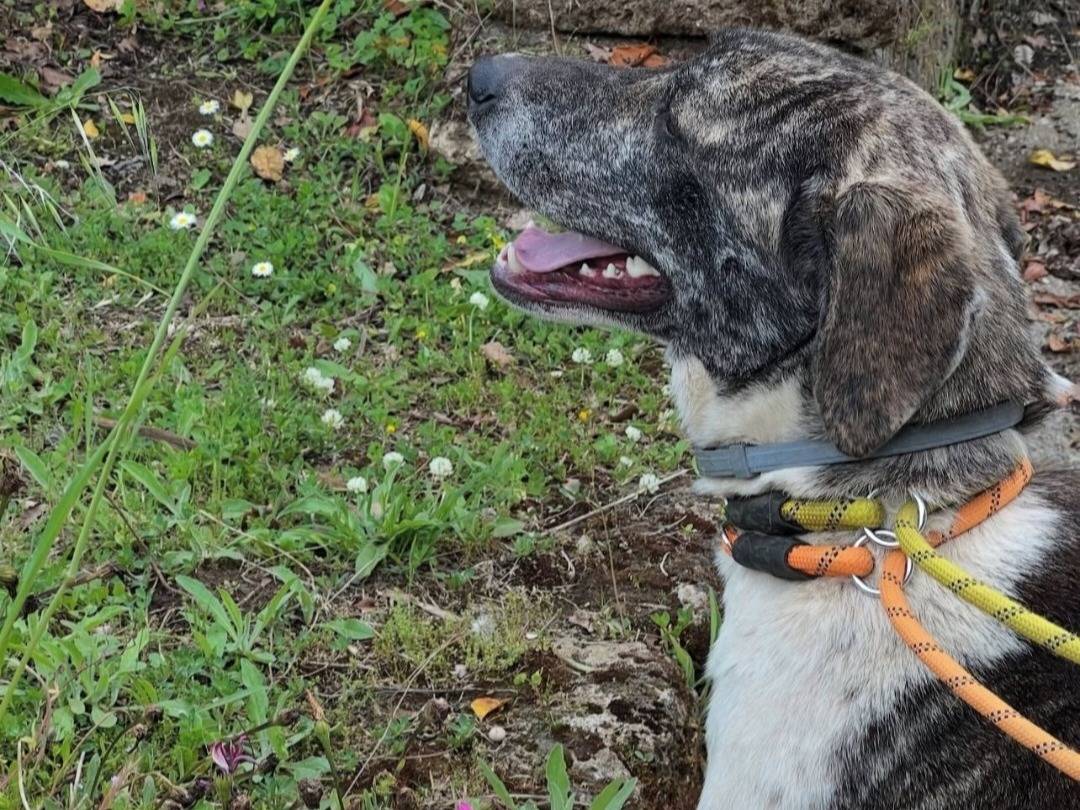 Adotta un cane, femmina, 2 anni e 8 mesi, Roma