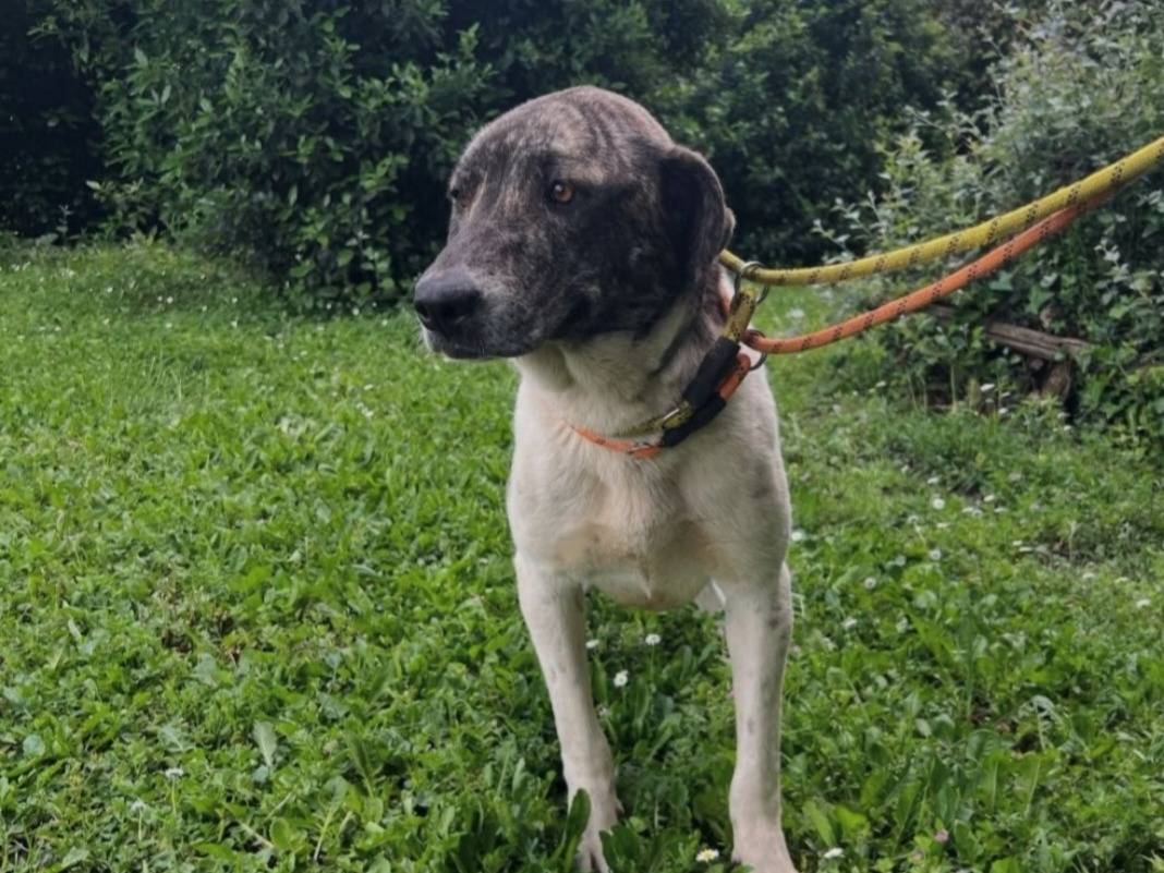 Adotta un cane, taglia grande, femmina, Roma