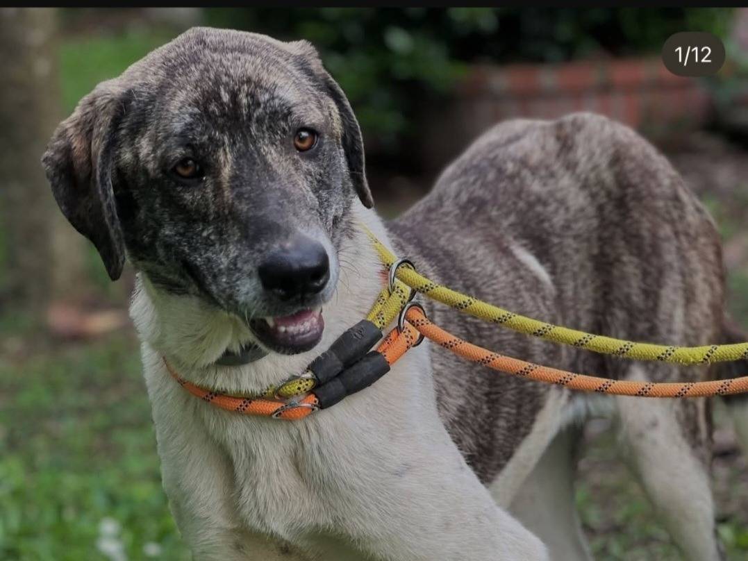 Vuoi adottare un cane a Roma?