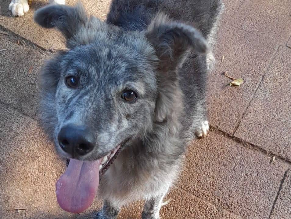 Adozione cane, maschio, Razza sconosciuta Razza sconosciuta, 9 mesi, taglia media, Palermo