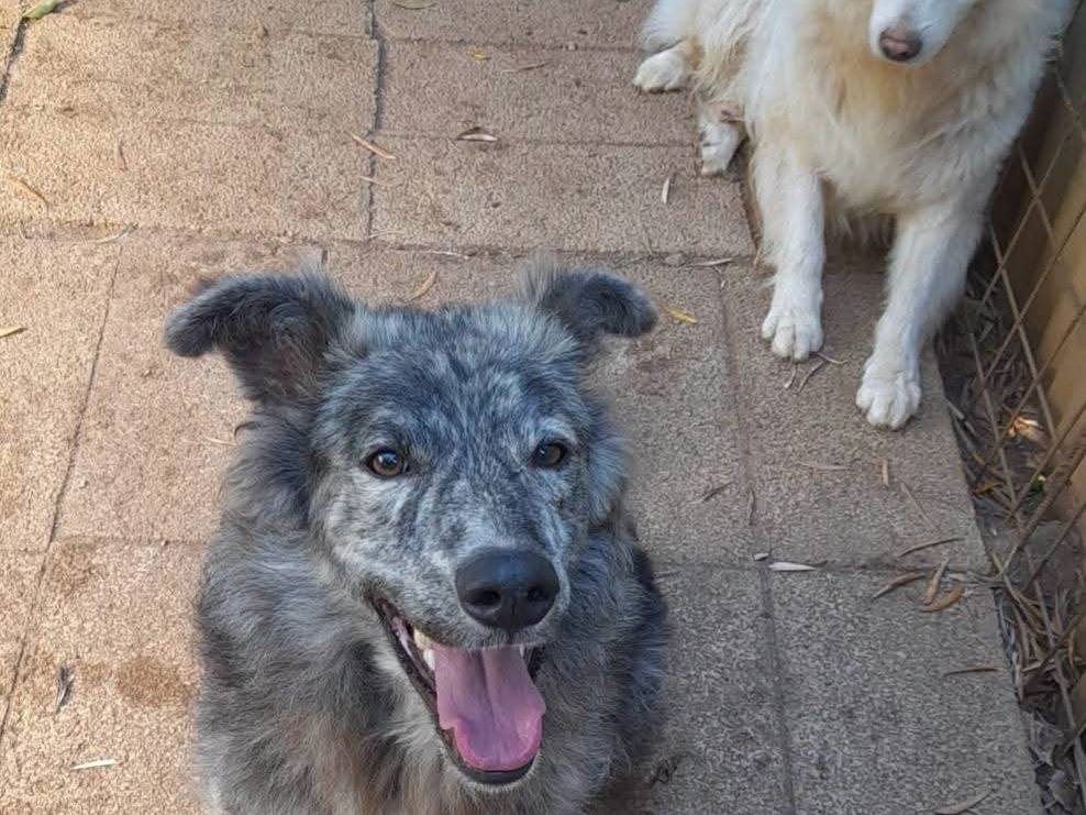 Adotta un cane, maschio, 9 mesi, Palermo