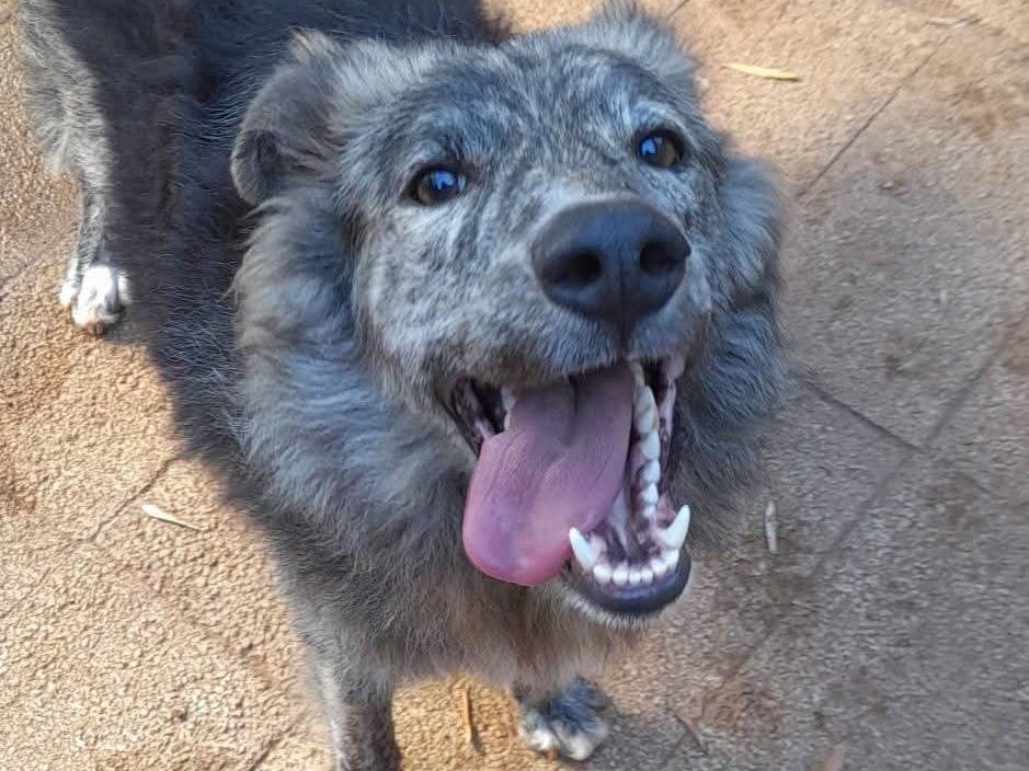 Adotta un cane, taglia media, maschio, Palermo
