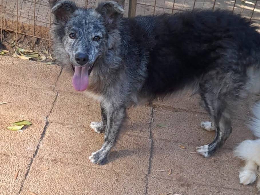 Vuoi adottare un cane a Palermo?