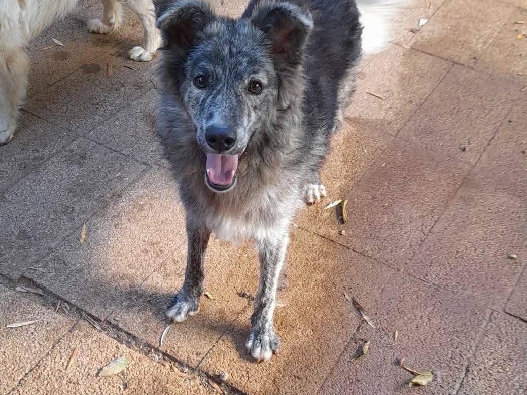 Adotta il cane GREY a Palermo