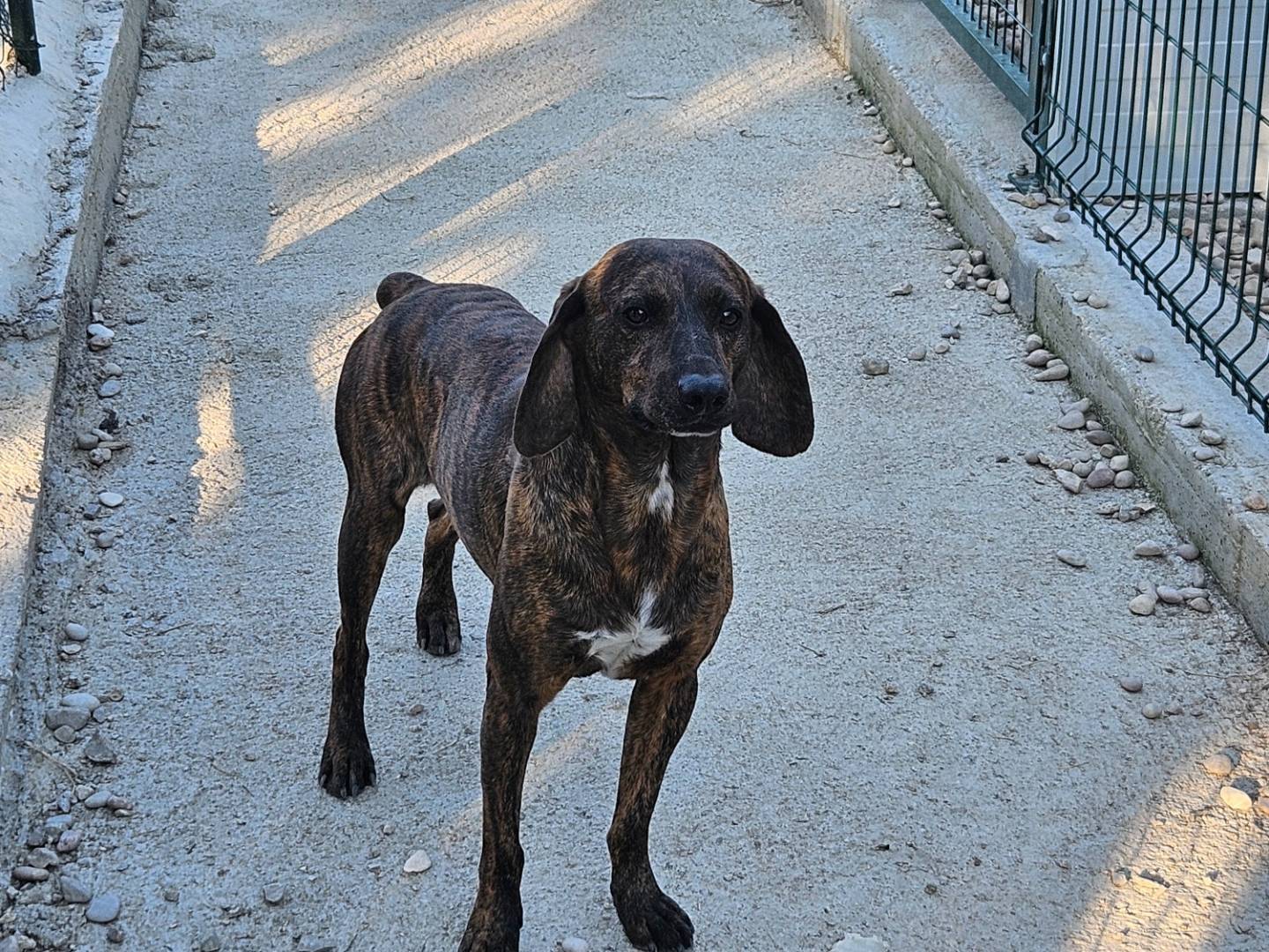Adozione cane, maschio, Segugio Razza sconosciuta, 2 anni e 7 mesi, taglia media contenuta, Terni