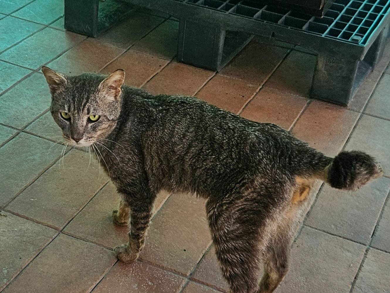 Adozione gatto, maschio, Razza sconosciuta Razza sconosciuta, 5 anni e 1 mese, taglia non valida, Terni