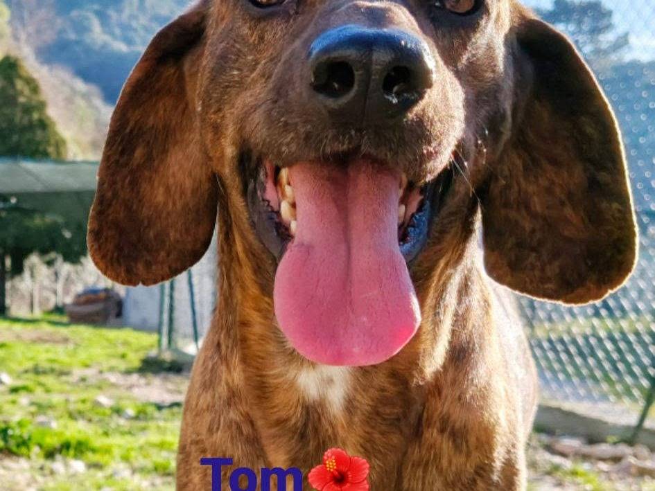 Vuoi adottare un cane a Terni?