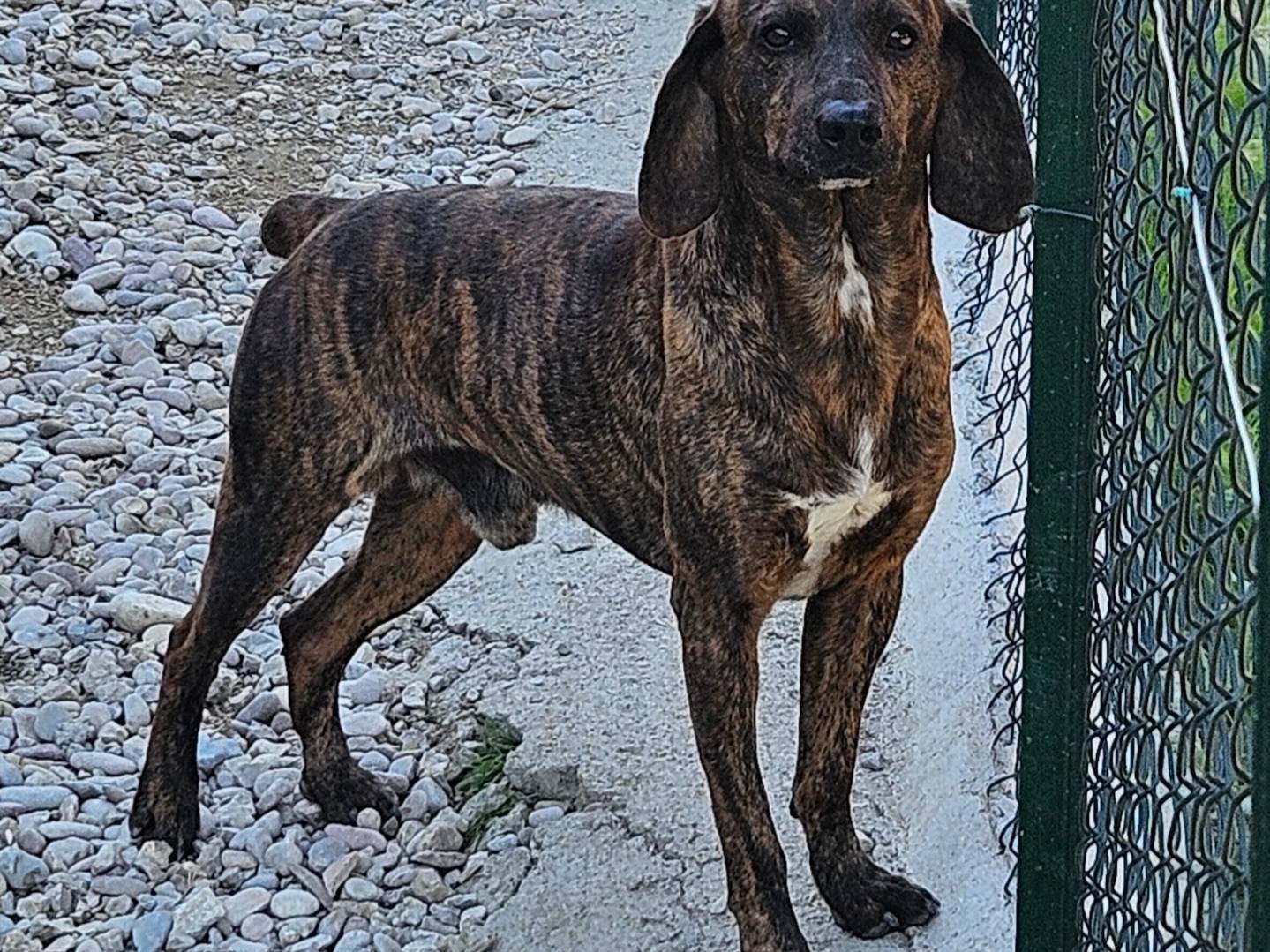 Adotta un cane, maschio, 2 anni e 7 mesi, Terni
