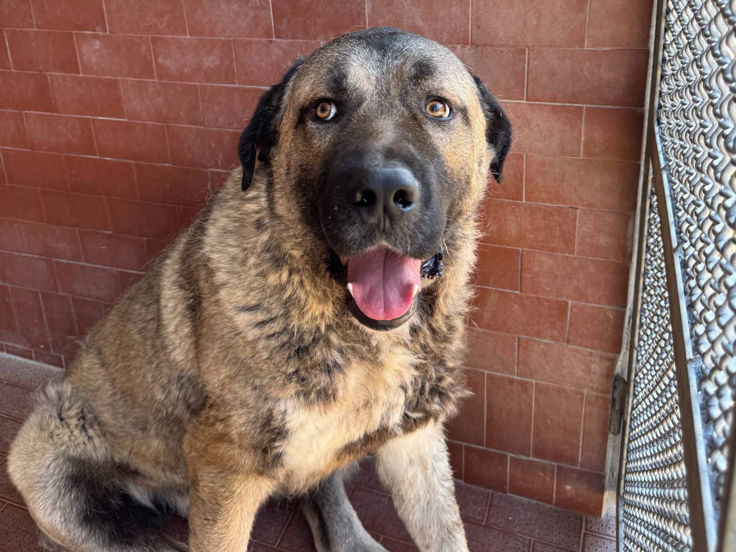 Adozione cane, maschio, Razza sconosciuta Razza sconosciuta, 3 anni e 2 mesi, taglia gigante, Milano