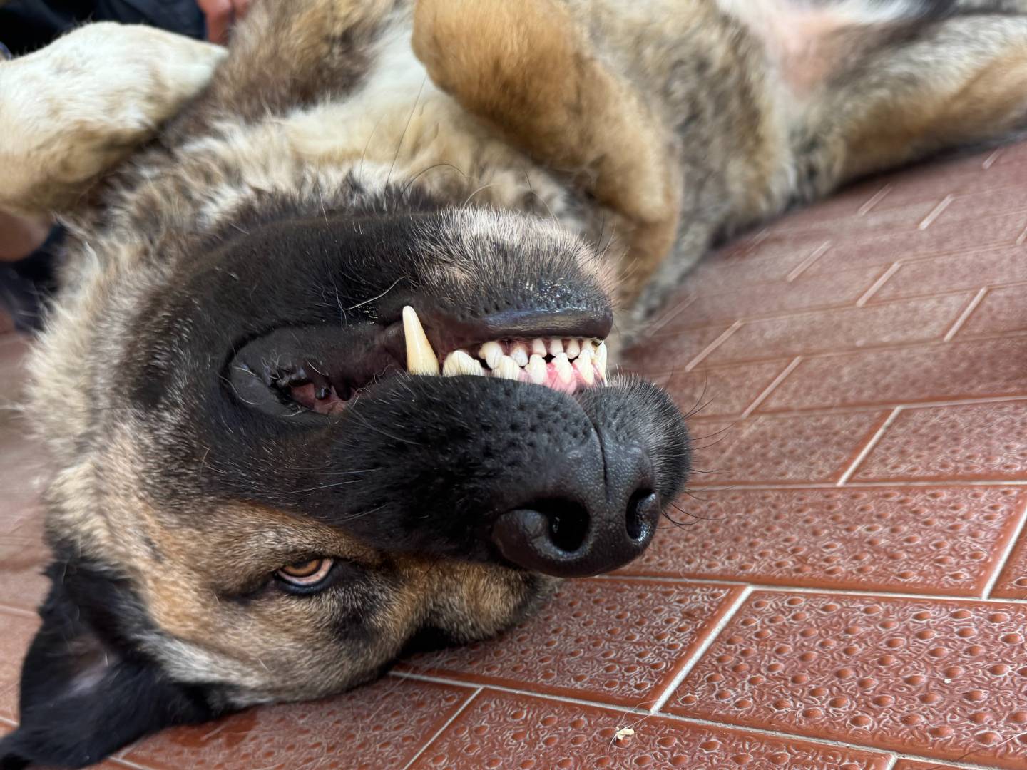 Adotta un cane, maschio, 3 anni e 2 mesi, Milano