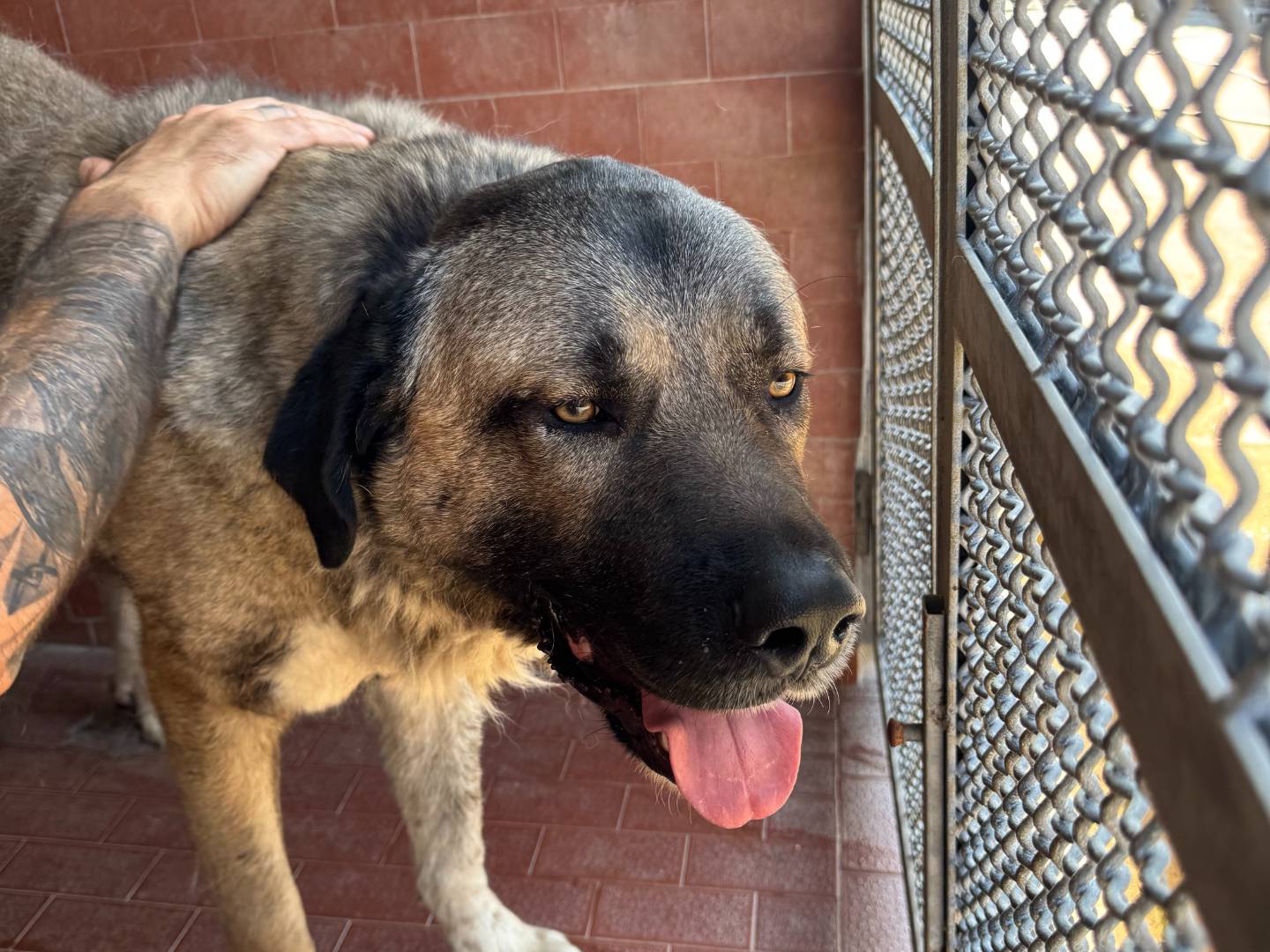 Vuoi adottare un cane a Milano?