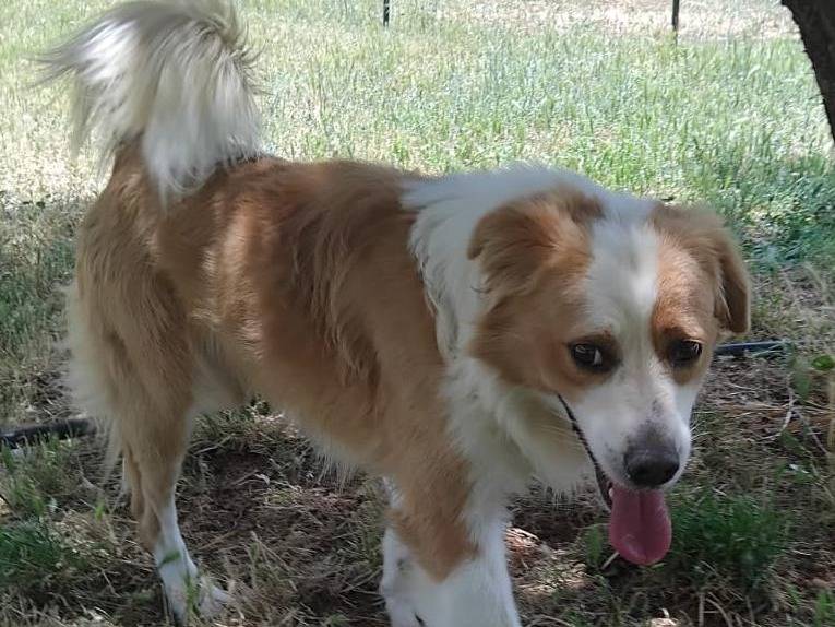 Adotta un cane, maschio, 1 anno e 5 mesi, Cosenza
