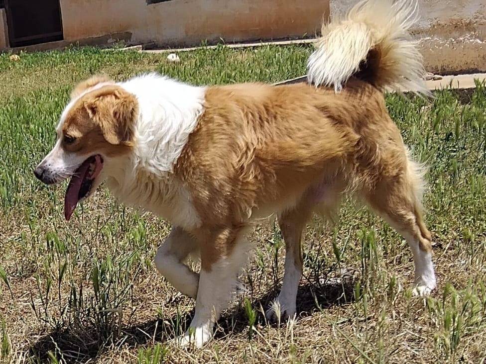 Adotta un cane, taglia media contenuta, maschio, Cosenza