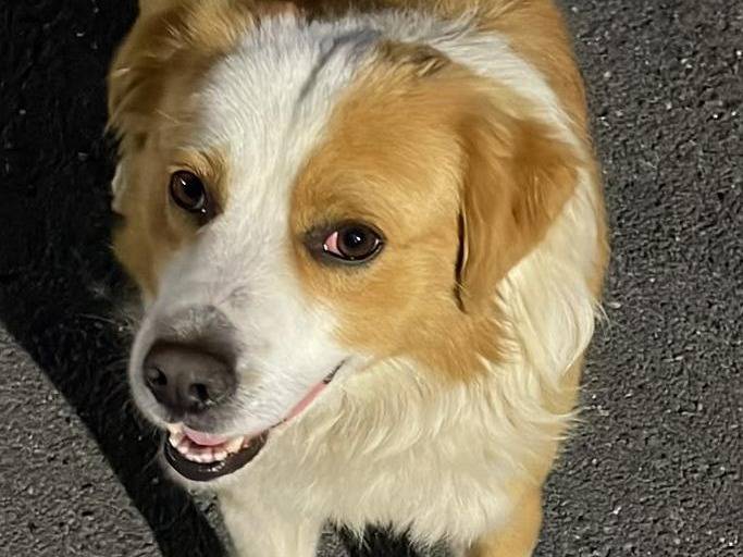 Vuoi adottare un cane a Cosenza?