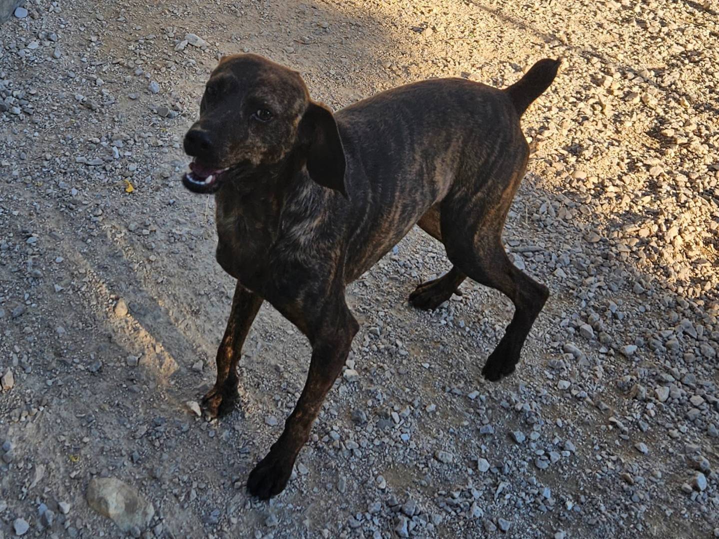 Adotta un cane, taglia media contenuta, maschio, Terni