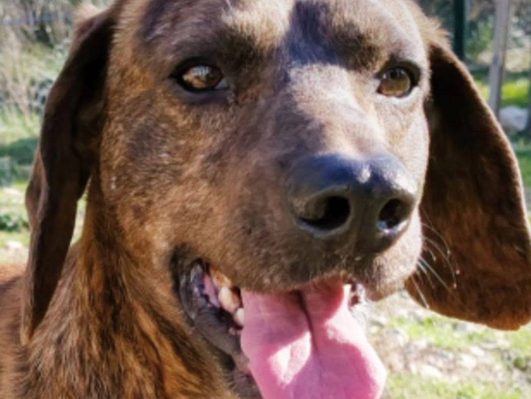 Adotta un cane, maschio, 2 anni e 6 mesi, Terni