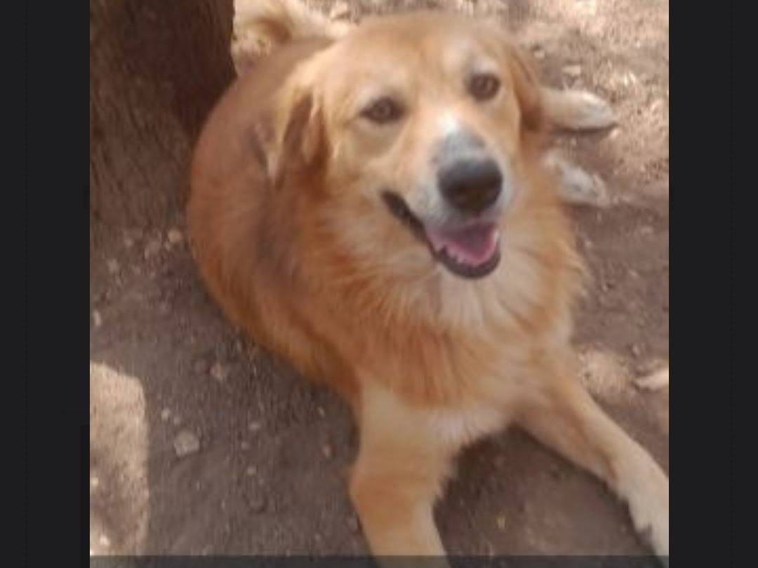 Adozione cane, maschio, Razza sconosciuta Razza sconosciuta, 1 anno e 7 mesi, taglia media contenuta, Milano
