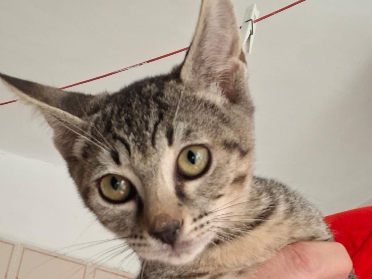 Adozione gatto, femmina, Razza sconosciuta Razza sconosciuta, 3 mesi, taglia non valida, Trapani