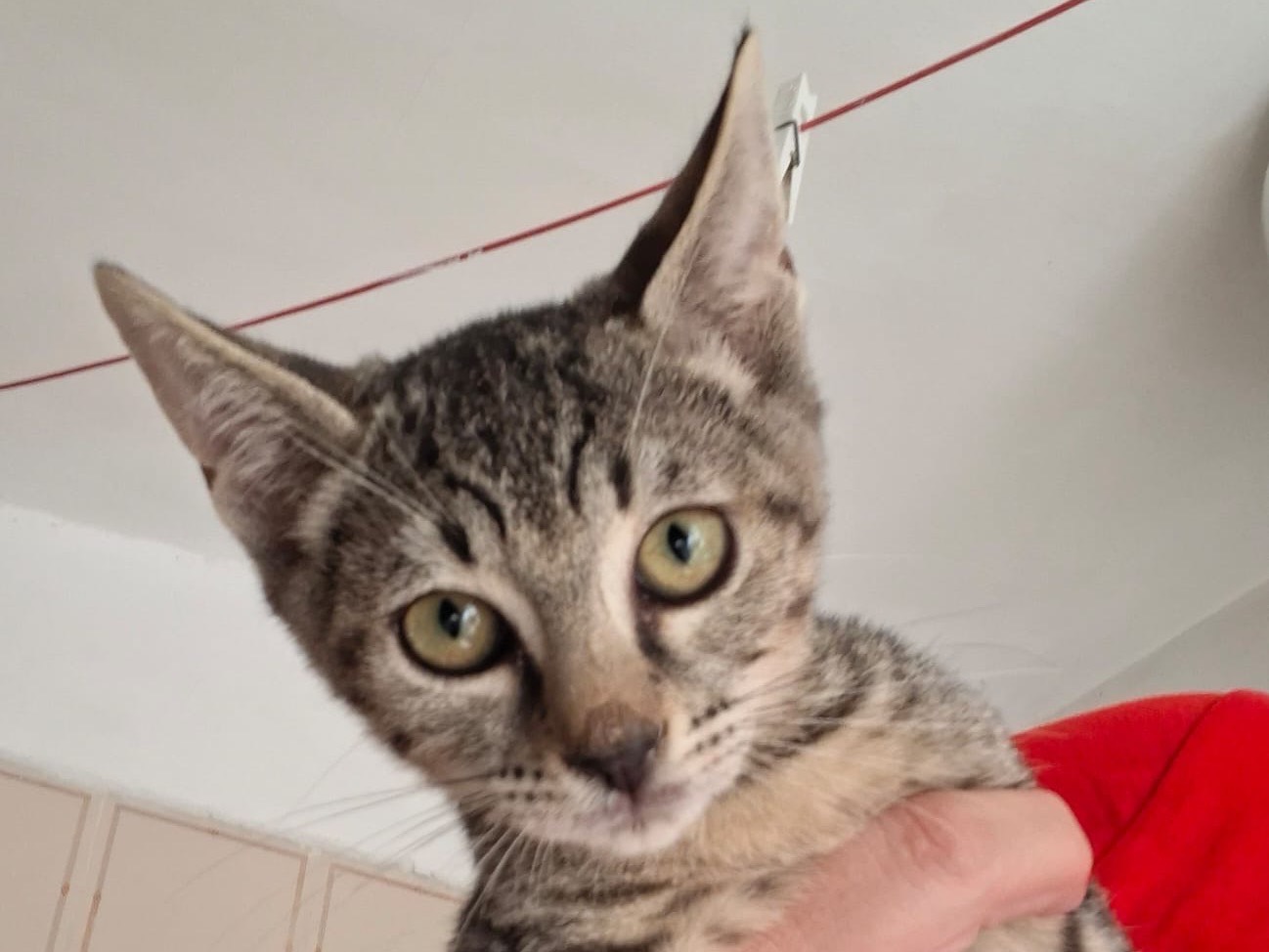 Adotta un gatto, femmina, 3 mesi, Trapani