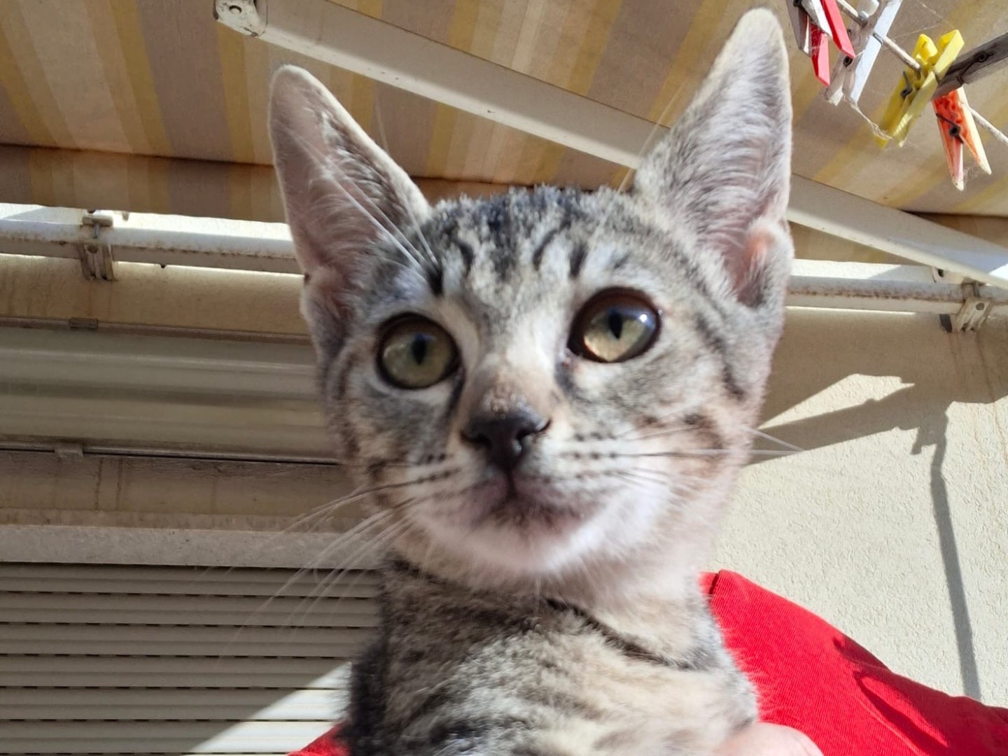 Adotta un gatto, taglia non valida, femmina, Trapani