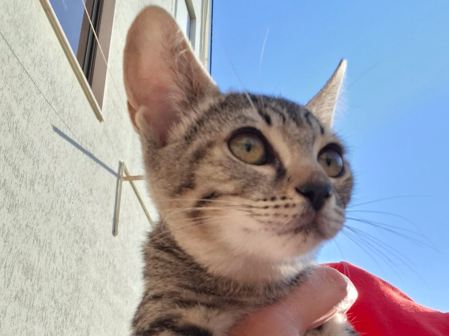 Vuoi adottare un gatto a Trapani?