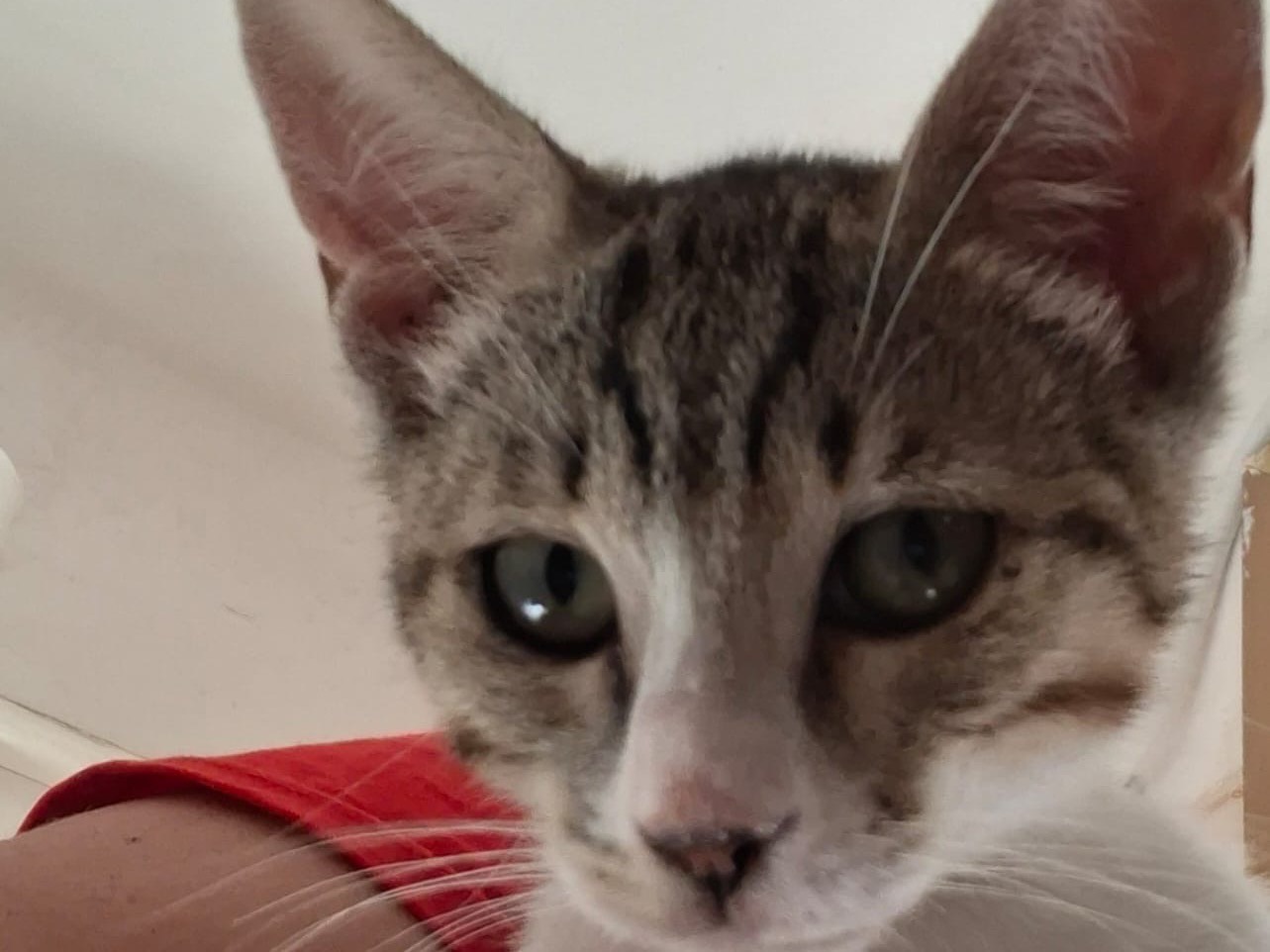 Vuoi adottare un gatto a Trapani?