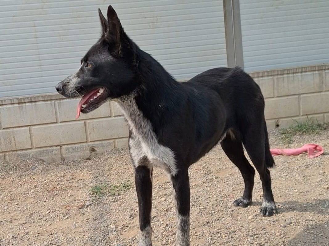 Adotta il cane Valzer a Como