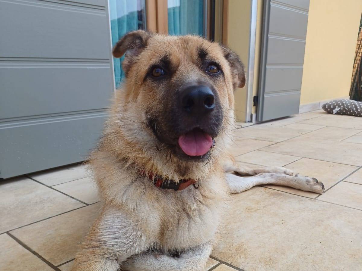 Adozione cane, maschio, Razza sconosciuta Razza sconosciuta, 7 anni e 5 mesi, taglia gigante, Mantova