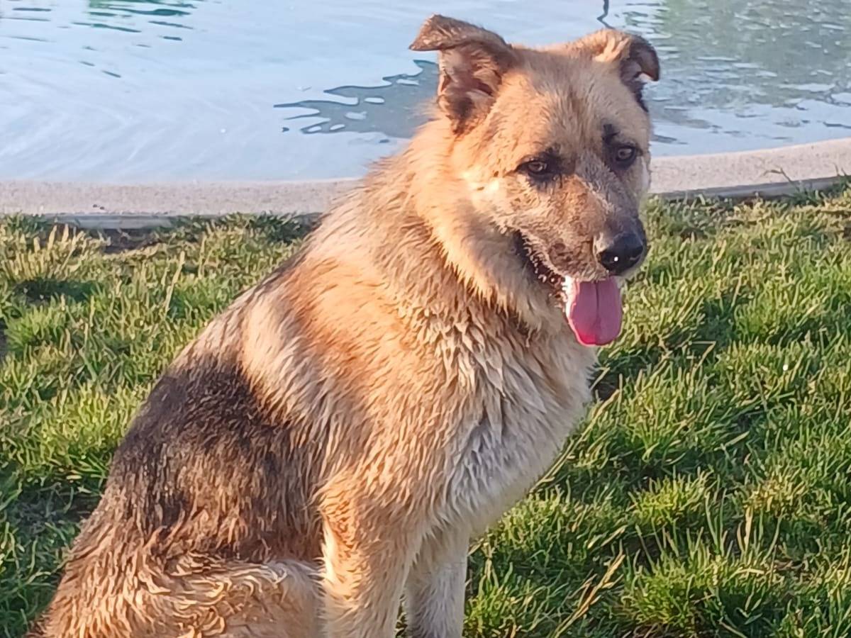 Adotta un cane, maschio, 7 anni e 5 mesi, Mantova