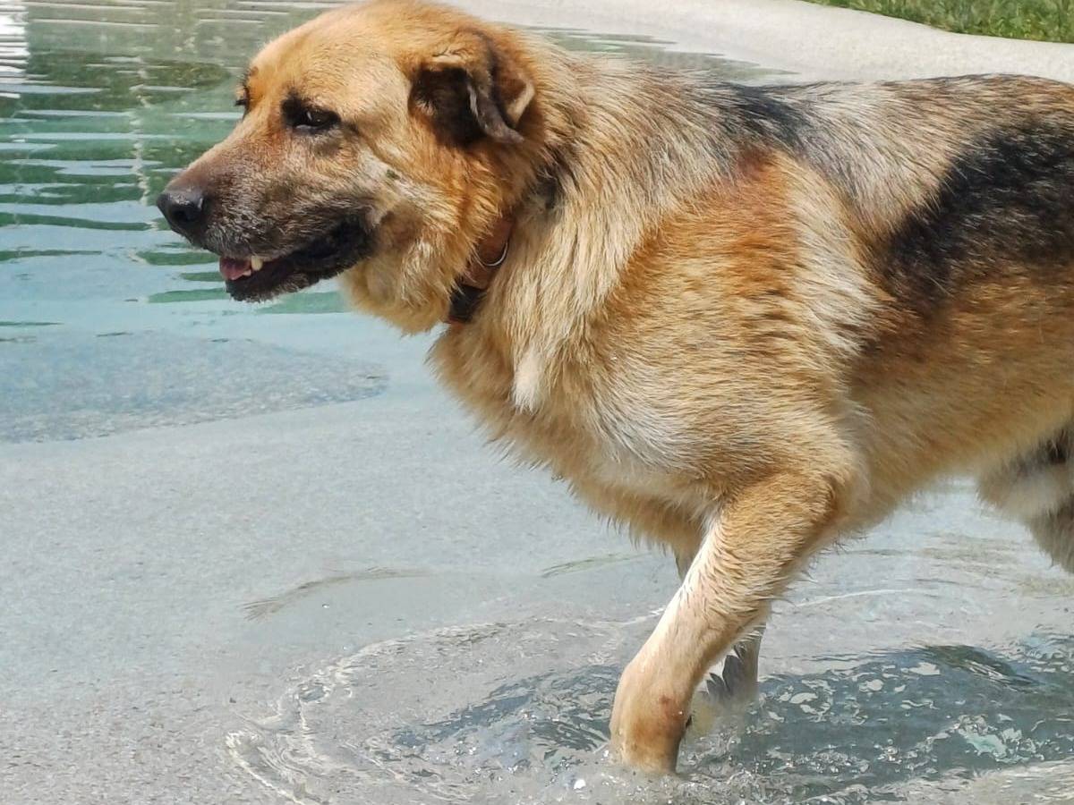 Adotta un cane, taglia gigante, maschio, Mantova