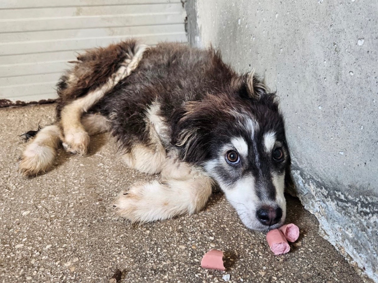 Adozione cane, maschio, Razza sconosciuta Razza sconosciuta, 4 mesi, taglia media, Laquila