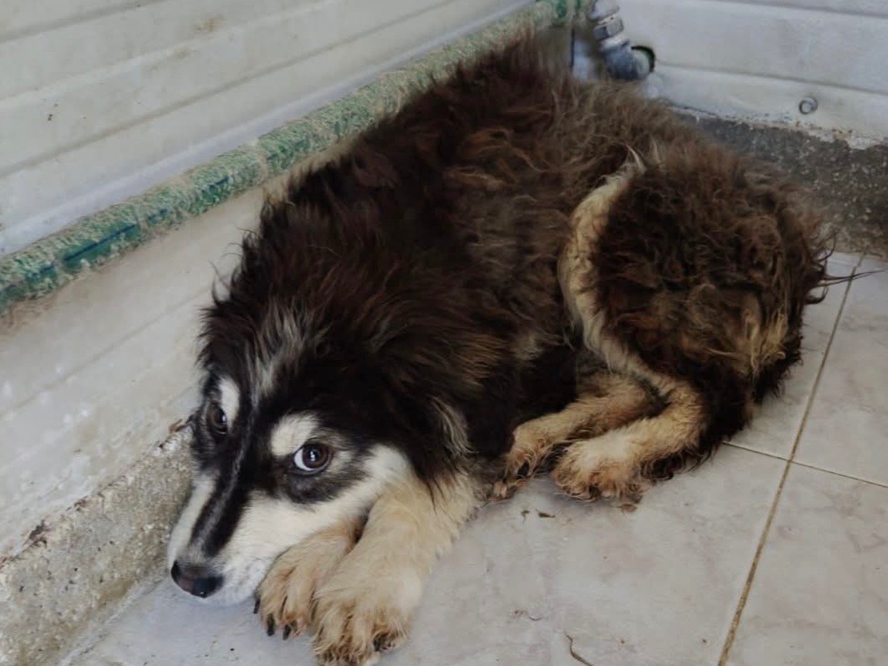 Adotta un cane, taglia media, maschio, Laquila