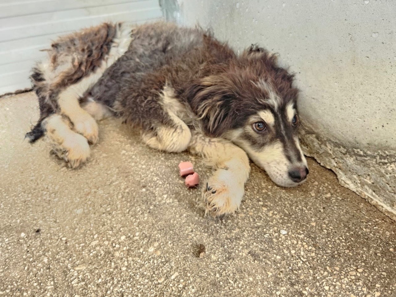 Vuoi adottare un cane a Laquila?