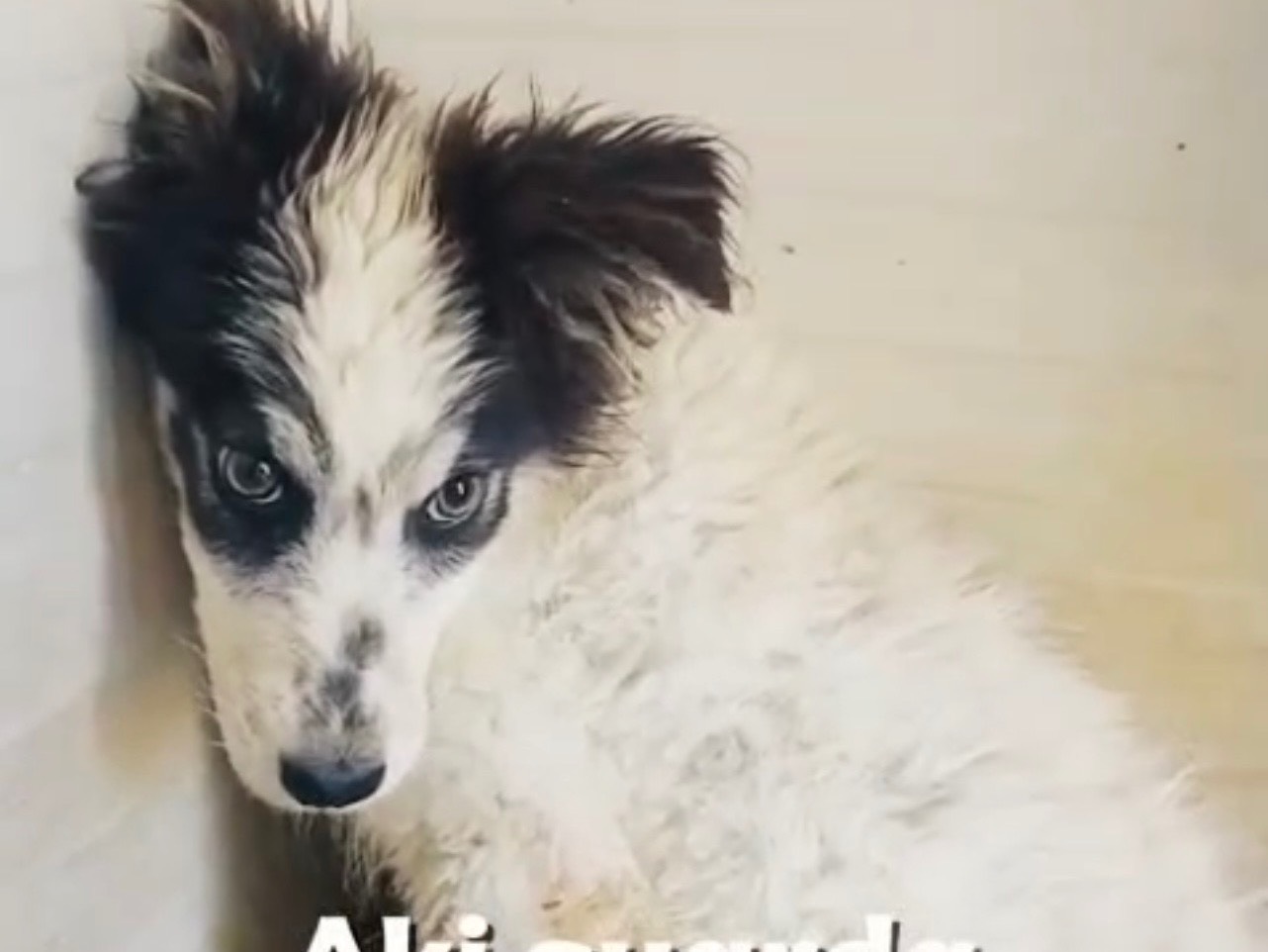 Adozione cane, maschio, Razza sconosciuta Razza sconosciuta, 4 mesi, taglia media, Laquila