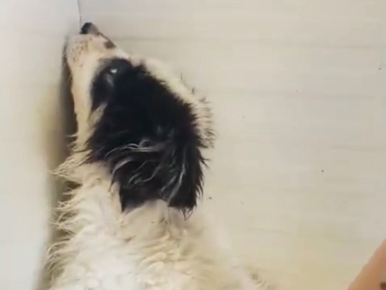 Adotta un cane, maschio, 4 mesi, Laquila