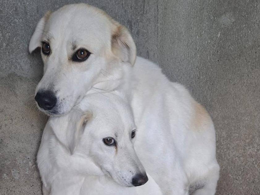 Adozione cane, femmina, Razza sconosciuta Razza sconosciuta, 4 anni e 1 mese, taglia media, Cuneo