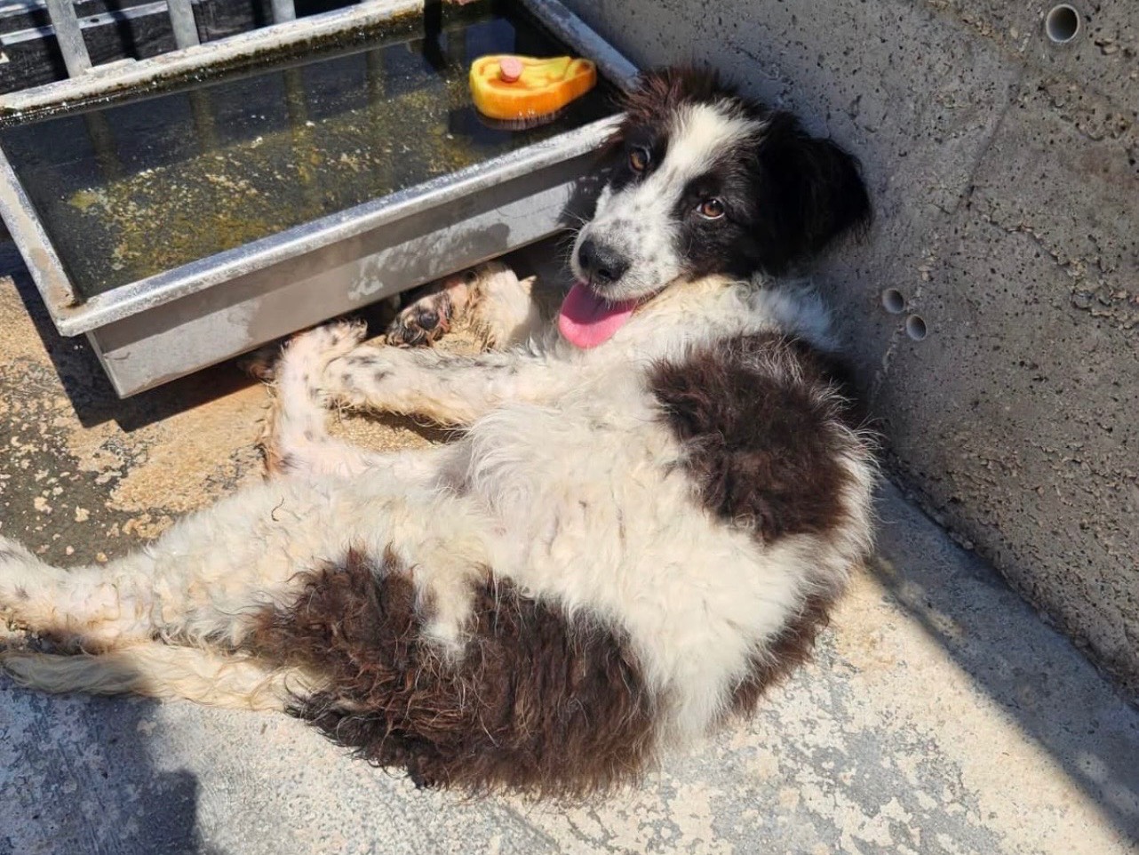 Adozione cane, maschio, Razza sconosciuta Razza sconosciuta, 4 mesi, taglia media, Laquila