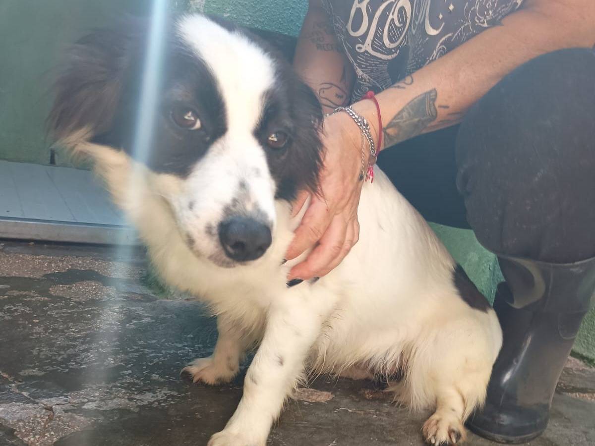 Adozione cane, femmina, Razza sconosciuta Razza sconosciuta, 3 anni e 1 mese, taglia piccola, Caserta
