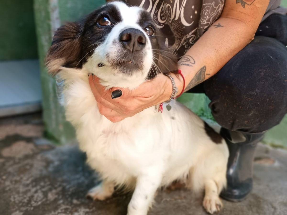 Adotta un cane, femmina, 3 anni e 1 mese, Caserta
