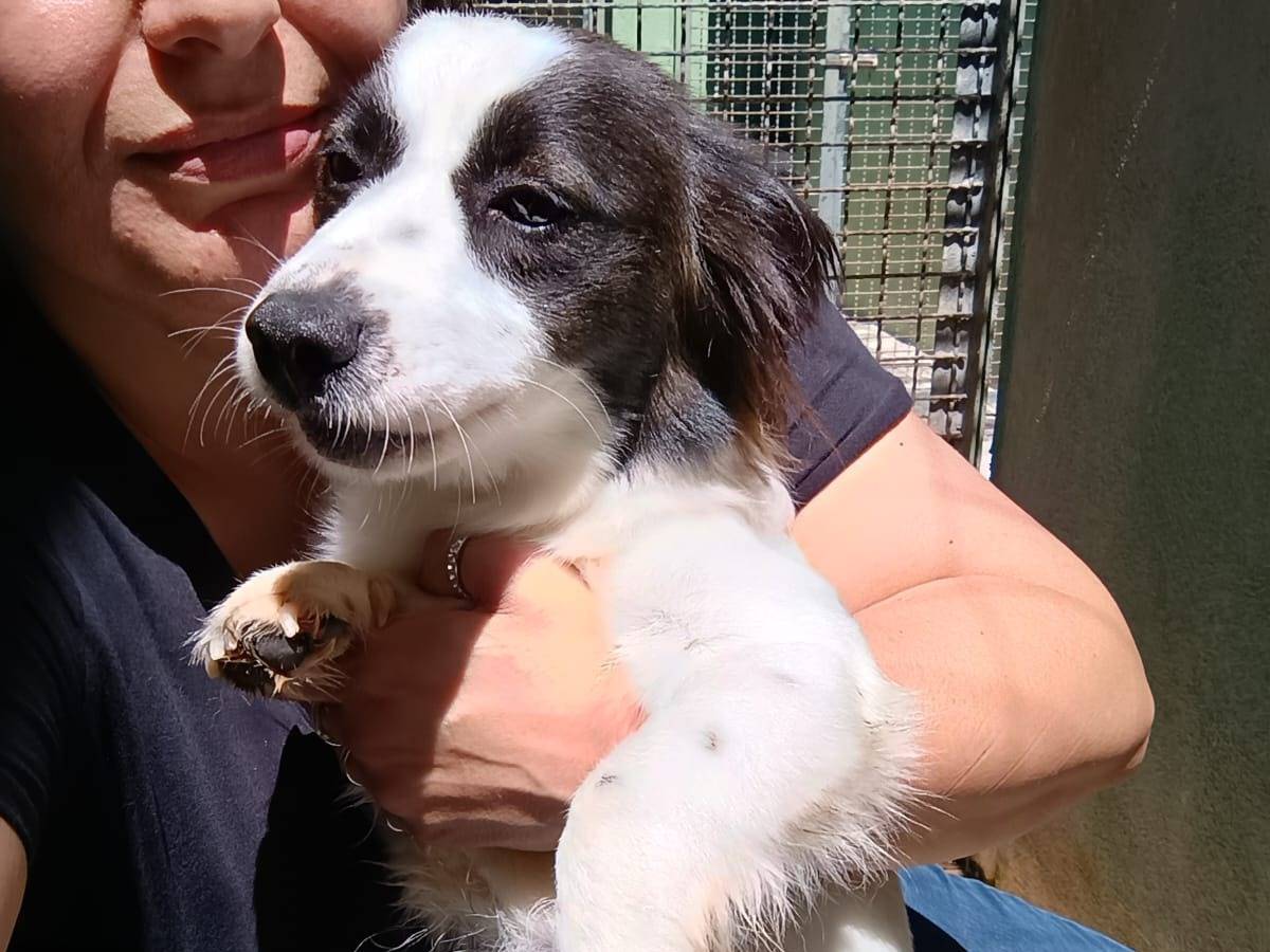Adotta un cane, taglia piccola, femmina, Caserta