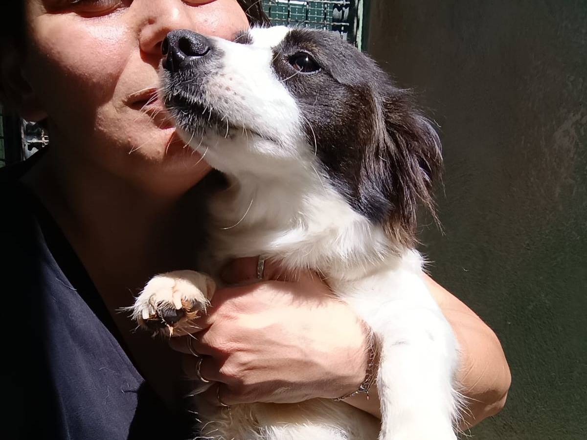 Vuoi adottare un cane a Caserta?