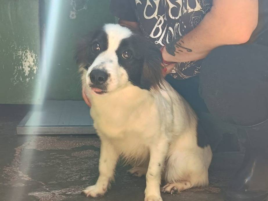 Adotta il cane MAGDA a Caserta